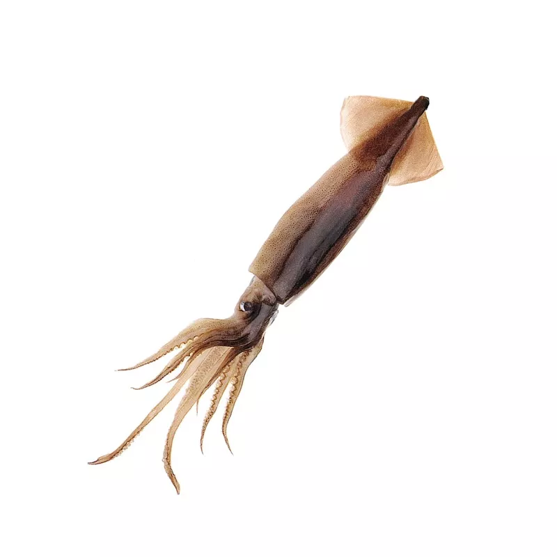 Baitmasters Squid Packs